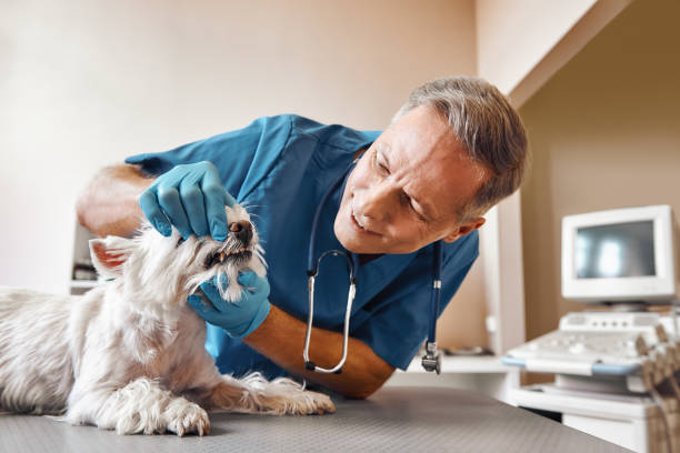 Best Emergency Dental Care for Trauma or Injury in Olney, TX